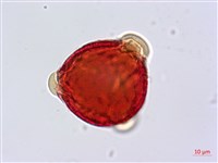 瓊崖海棠、胡桐藏品圖，第1張