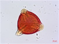 瓊崖海棠、胡桐藏品圖，第2張