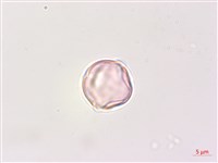 瑪瑙珠、黃果龍葵藏品圖，第2張