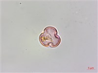 蘭嶼山柑藏品圖，第2張