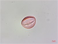 蘭嶼山柑藏品圖，第3張