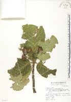 葛塔德木、欖仁舅藏品圖，第1張