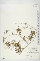 娥房藤藏品圖，第1張