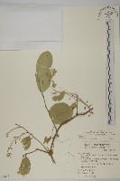 多花滇南蛇藤藏品圖，第1張