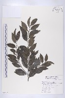 蘭嶼柿藏品圖，第1張