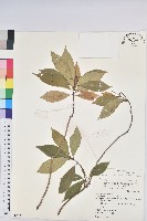 臺灣土沉香藏品圖，第1張