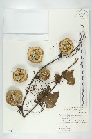 蘭嶼括樓藏品圖，第1張