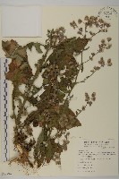 裂葉艾納香藏品圖，第1張