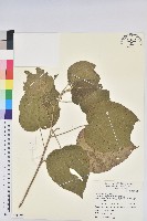 臺灣鐵莧藏品圖，第1張