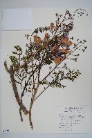 藍花楹藏品圖，第1張