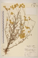 秋鼠麴草藏品圖，第1張