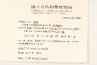 秋鼠麴草藏品圖，第2張