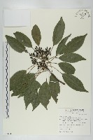 薯豆藏品圖，第1張