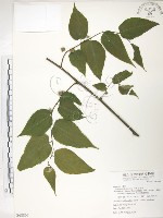 小構樹藏品圖，第1張