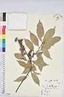 子彈石櫟藏品圖，第1張