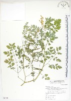 臺灣黃菫藏品圖，第1張