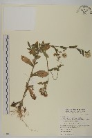 日本假蓬藏品圖，第1張