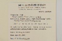 日本假蓬藏品圖，第2張