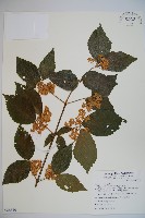 呂宋莢迷藏品圖，第1張