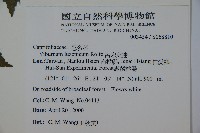 呂宋莢迷藏品圖，第2張