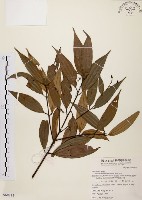 香桂藏品圖，第1張