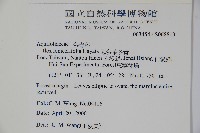 忍冬葉冬青藏品圖，第2張