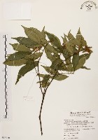 油葉石櫟藏品圖，第1張