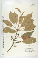 薯豆藏品圖，第1張