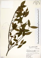 台灣楊桐藏品圖，第1張