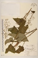 臺灣福王草藏品圖，第1張