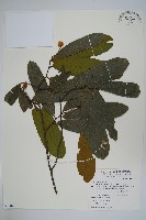 瓜馥木藏品圖，第1張