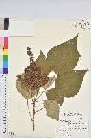 野桐藏品圖，第1張