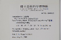 木蠟樹、山漆藏品圖，第2張