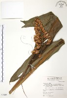 月桃、艷山姜、玉桃藏品圖，第1張