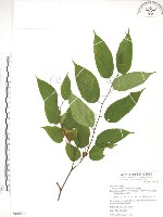 小構樹藏品圖，第1張