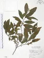 台灣山桂花藏品圖，第1張