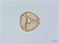 山柿, 山豆柿藏品圖，第2張