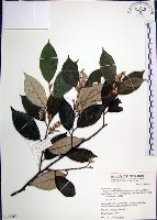 紅皮、葉下白、赤仔尾藏品圖，第1張