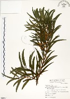 相思樹藏品圖，第1張