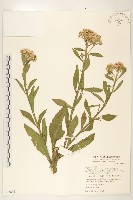 翼莖闊苞菊藏品圖，第1張