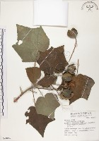 山芙蓉、臺灣山芙蓉、狗頭芙蓉藏品圖，第1張