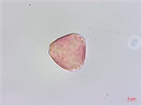 雀梅藤藏品圖，第1張