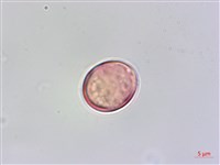 雀梅藤藏品圖，第2張