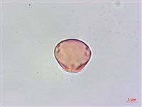 雀梅藤藏品圖，第3張