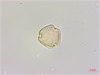 雀梅藤藏品圖，第4張