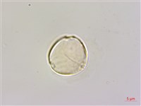 雀梅藤藏品圖，第5張