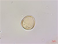 雀梅藤藏品圖，第6張