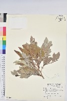 細葉饅頭果藏品圖，第1張