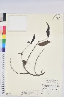 披針葉饅頭果藏品圖，第1張