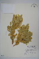 琉球黃楊藏品圖，第1張